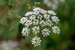 Water hemlock